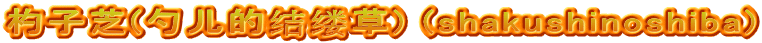 杓子芝(勺儿的结缕草) (shakushinoshiba)